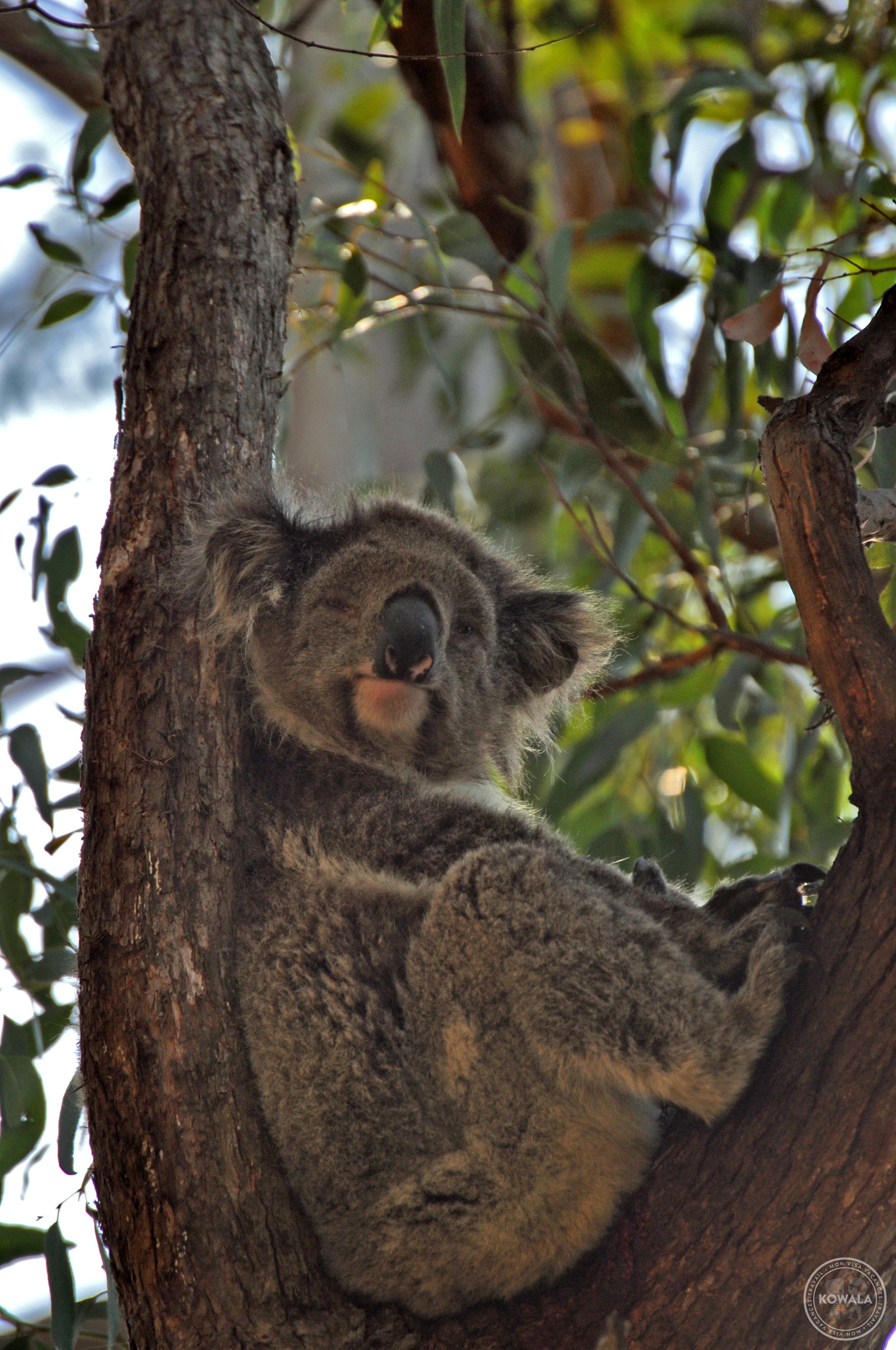 Koala dans un eucalyptus en Australie