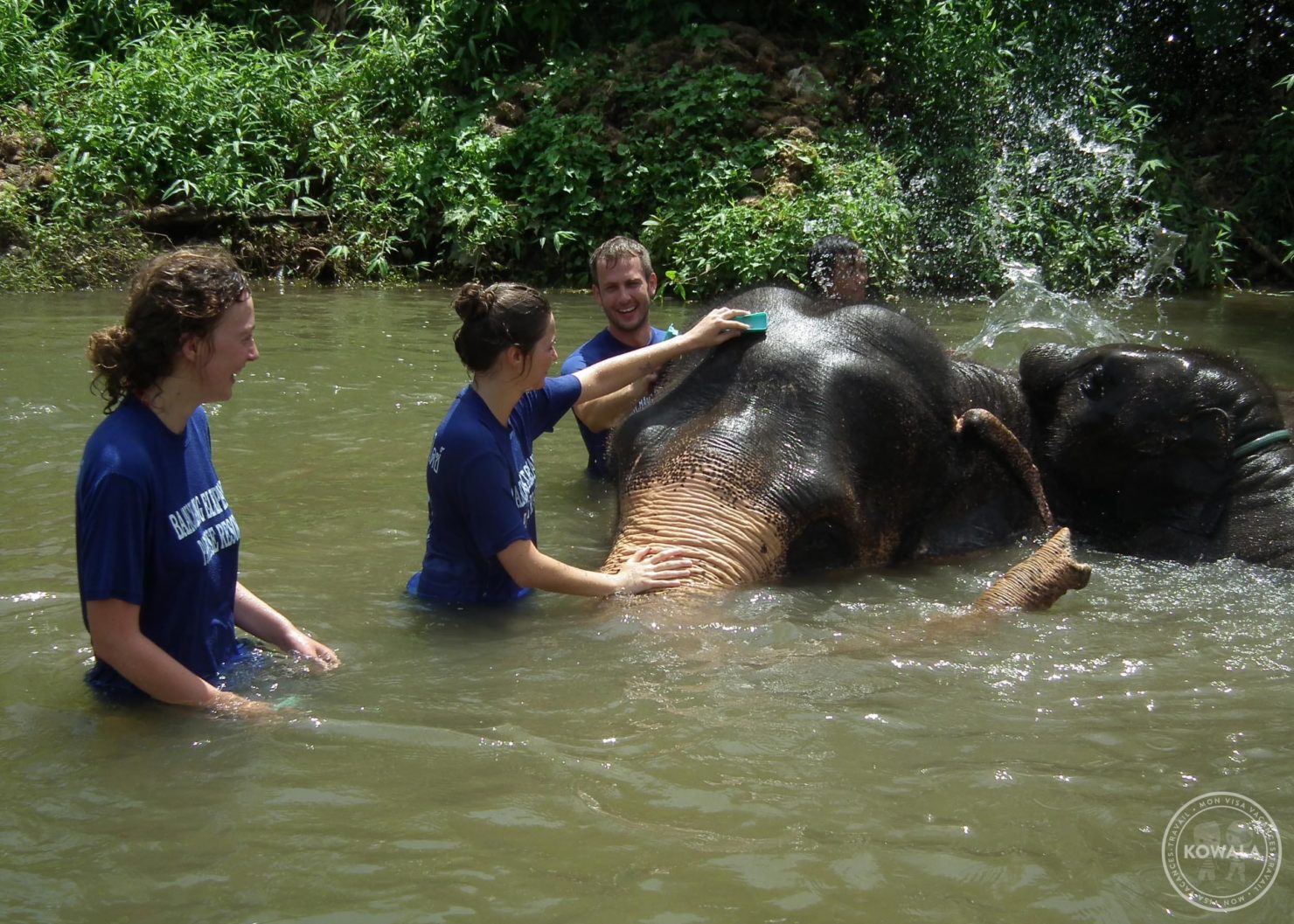 L'heure du bain pour les éléphants de Chiang Mai