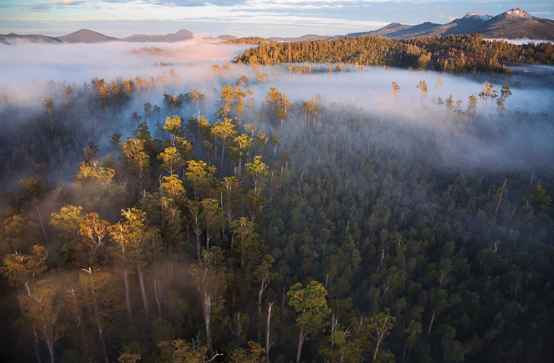 La foret de Tasmanie menacée par l'exploitation du bois