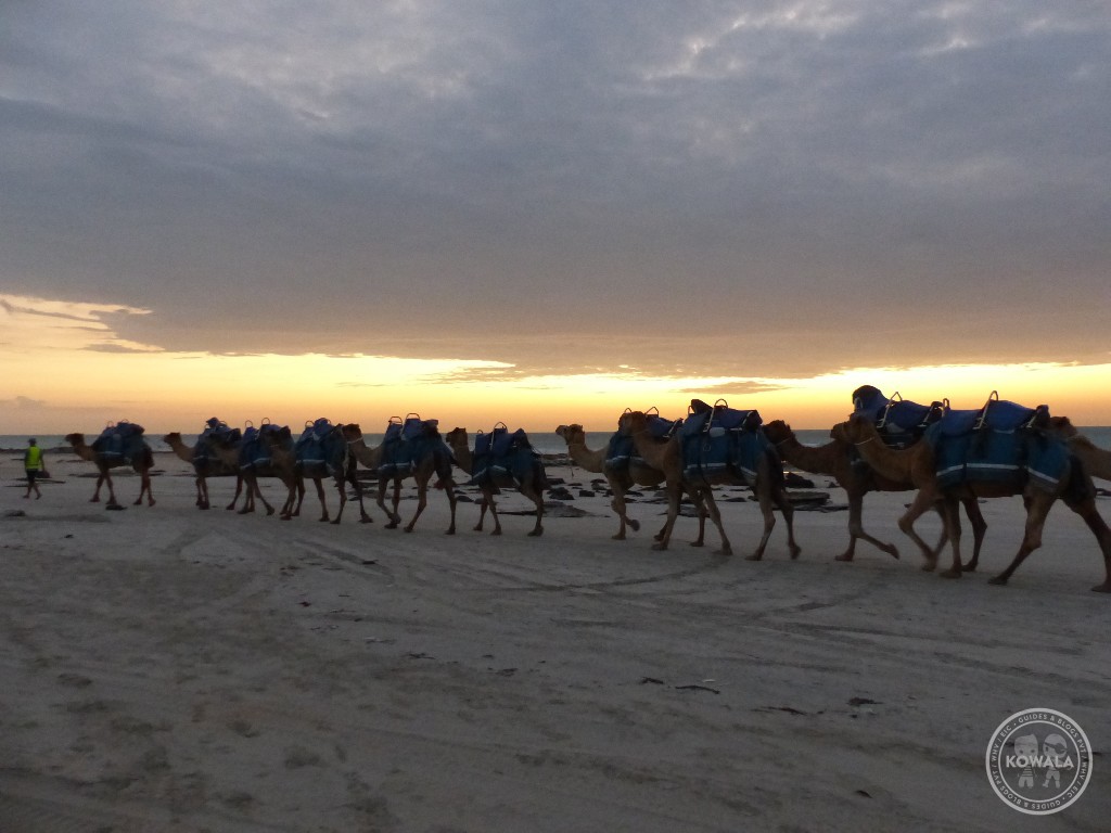 balade en chameau sur Cable Beach