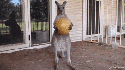 Kangaroo ball - 20-infos-insolites-decouvrir-avant-partir-australie