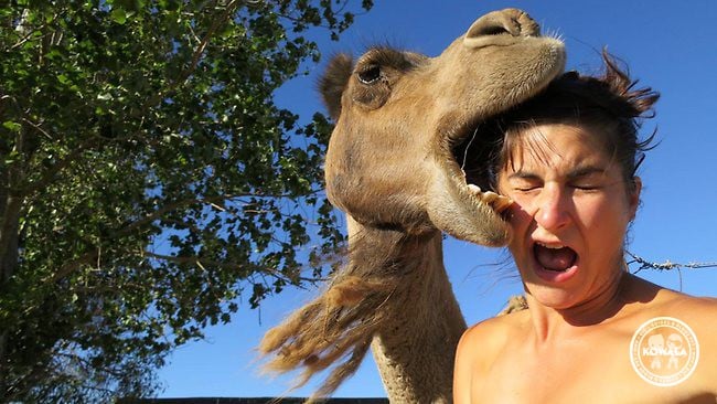 Selfie-fail -camel australia - 20 faits insolites avant partir australie - kowala