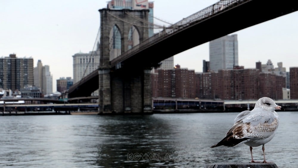 visite de New York en hiver et en 5 jours : pont brooklyn