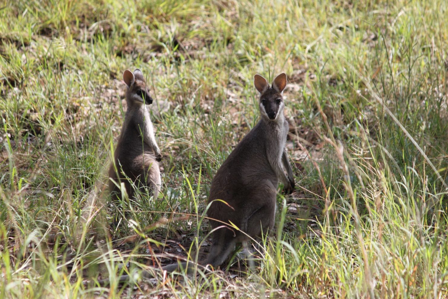 deux wallabies en Australie