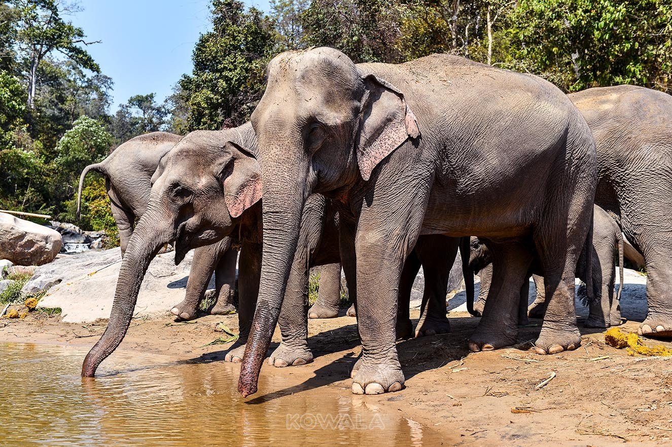 Élephants qui boivent au Elephant Jungle Sanctuary, Thailande