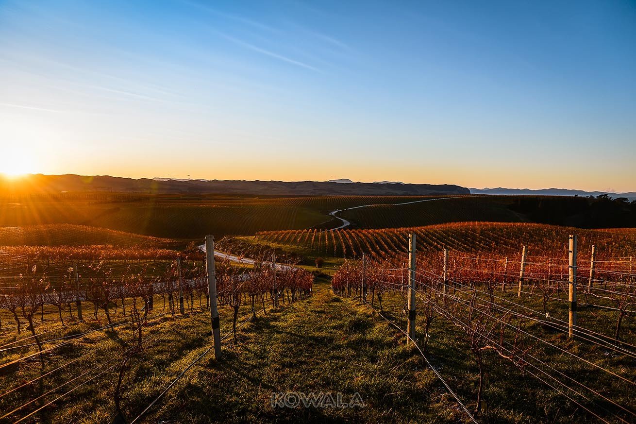 pvt australie working holiday visa backpacker voyage travel whv vignes vignoble raisin vin coucher de soleil vineyard winery