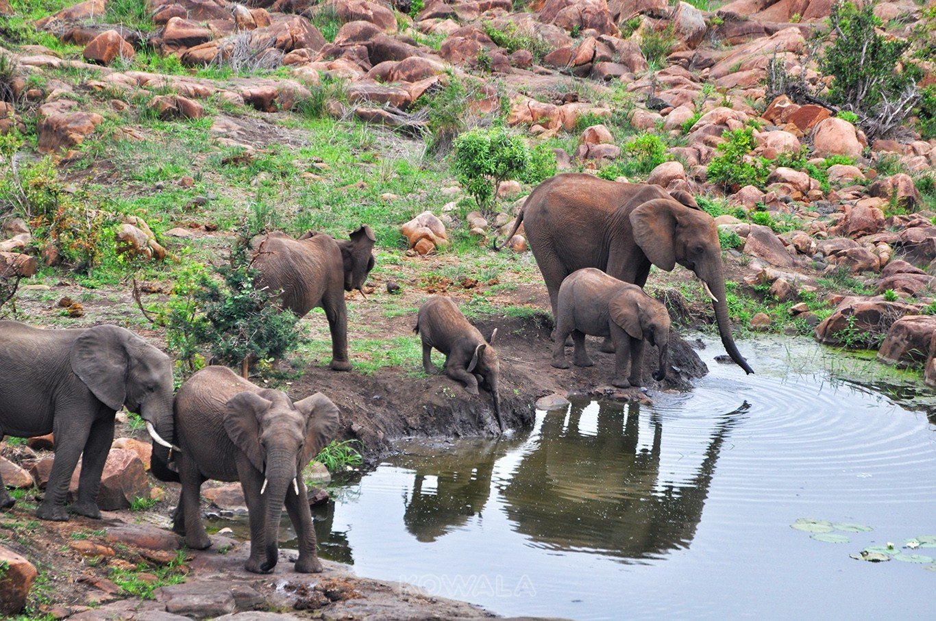 éléphants en famille qui boivent au lparc Kruger