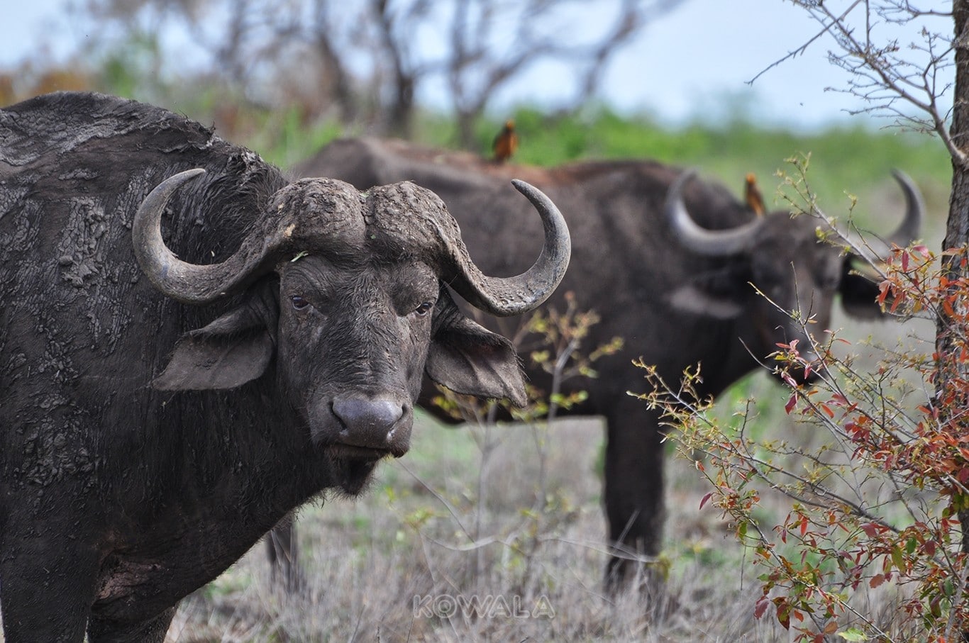 Buffle-observateur-organiser-safari-Kruger