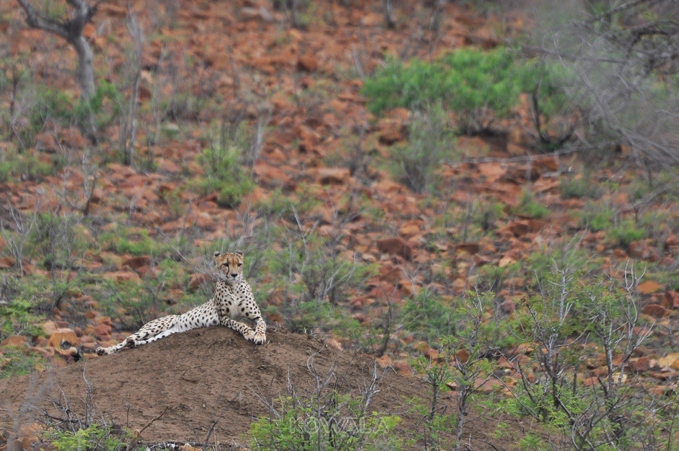 Guepard-sieste-organiser-safari-Kruger