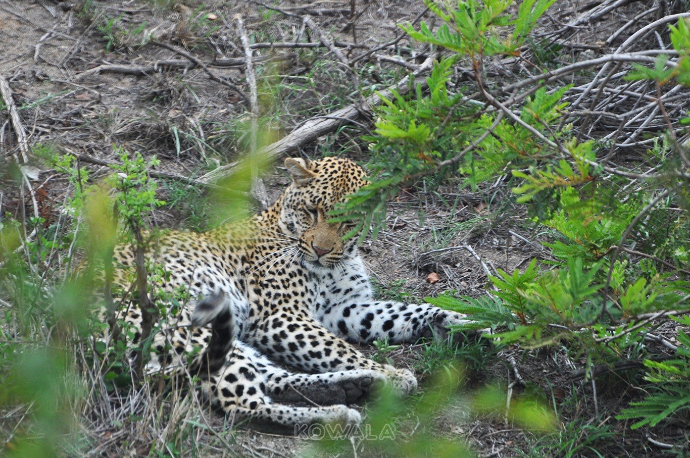 Leopard sieste parc Krugger