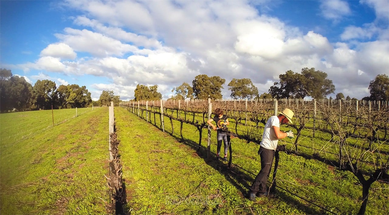 taille des vignes vignoble syrah avant après gingin western australia pvt farm job whv
