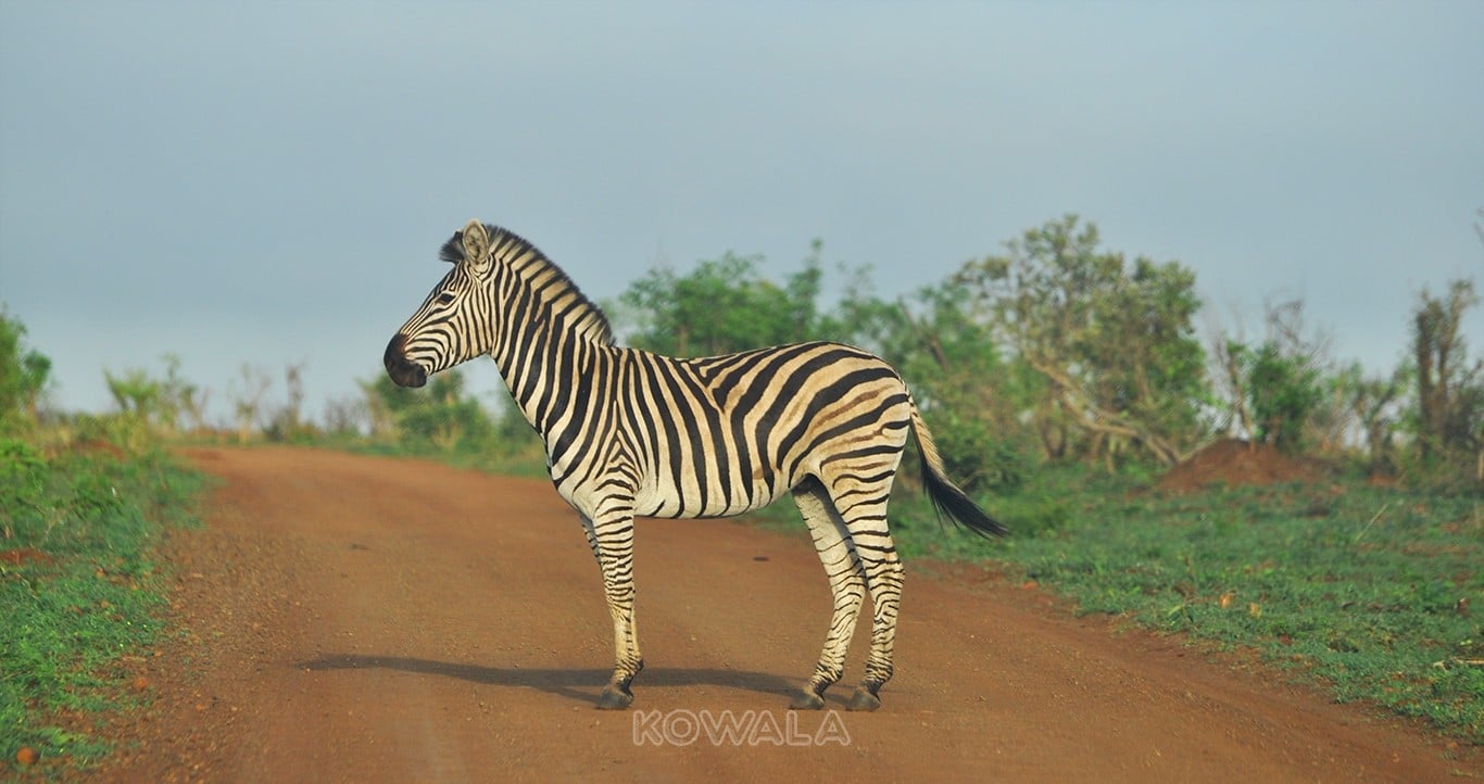 Zebre-route-Kruger