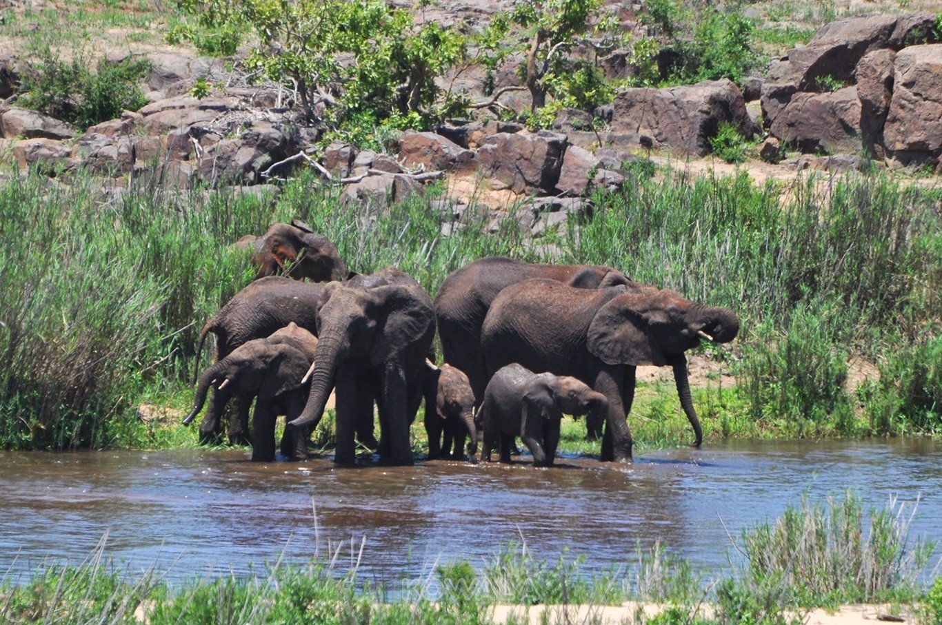 baignade-elephants-organiser-safari-Kruger