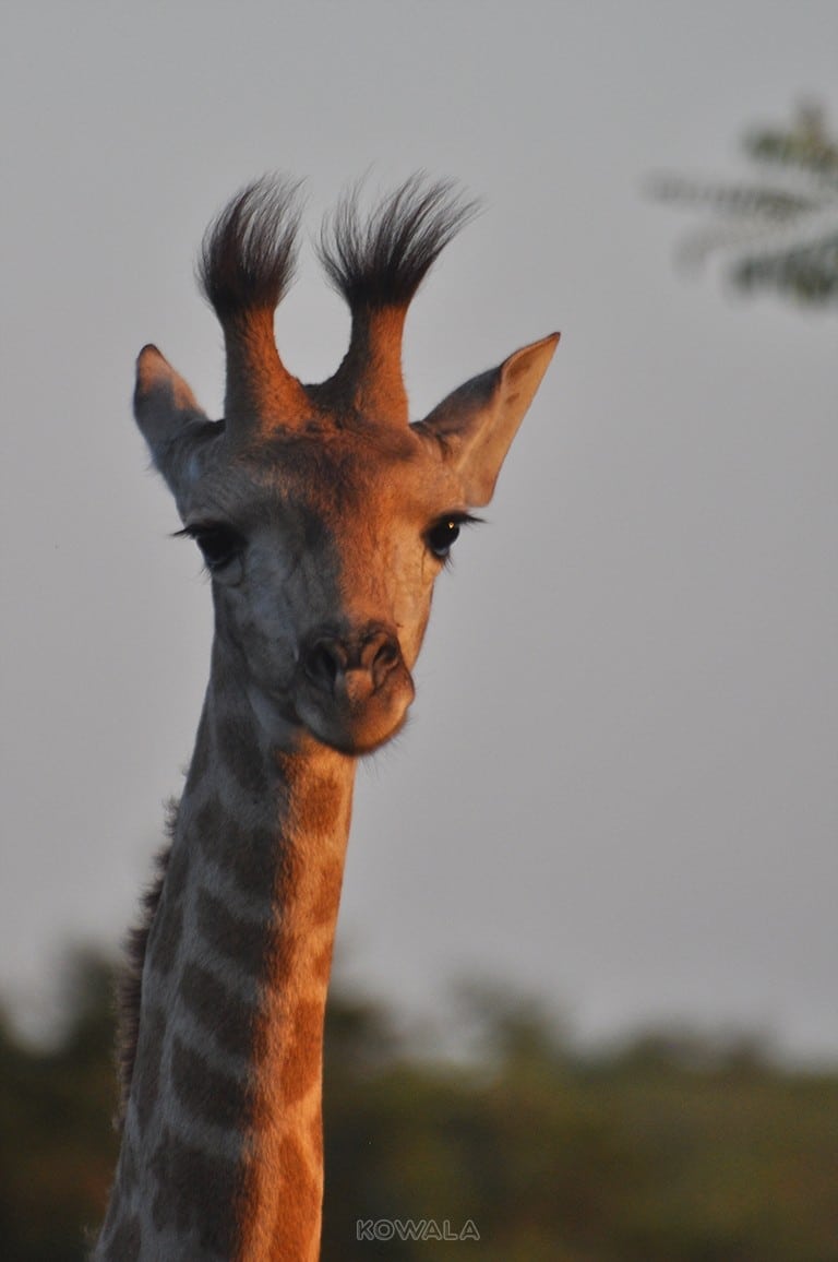 bébé girafon au parc Kruger