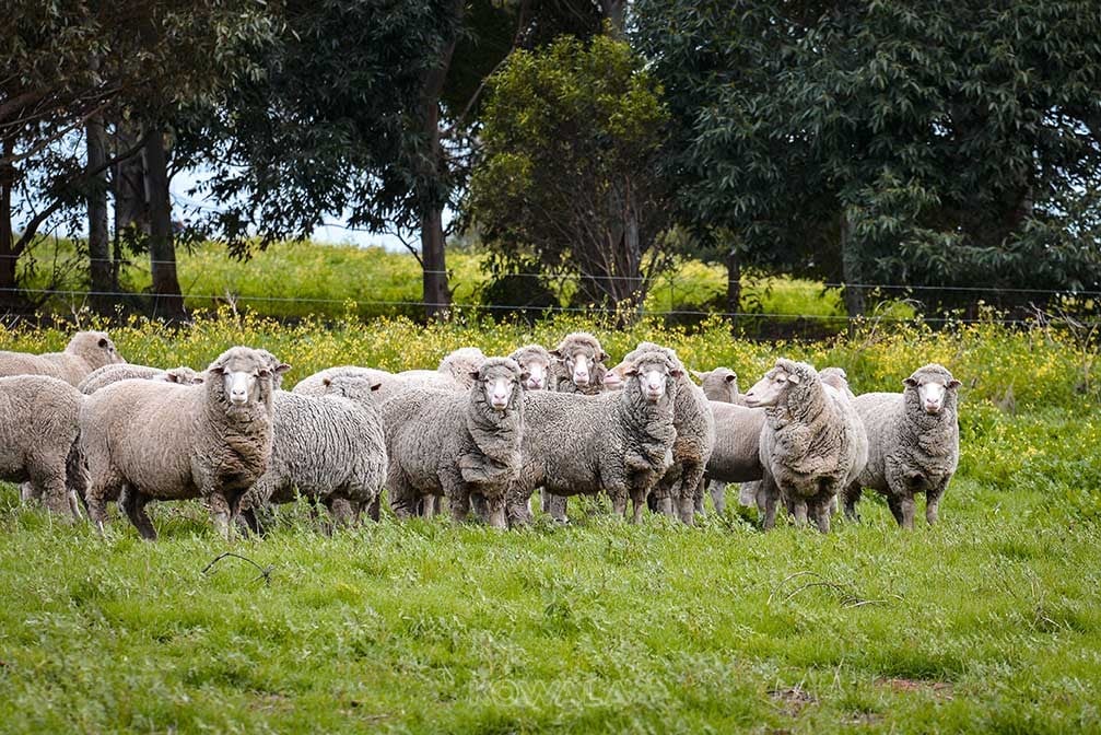 mountons sheep vignoble gingin western australia pvt whv