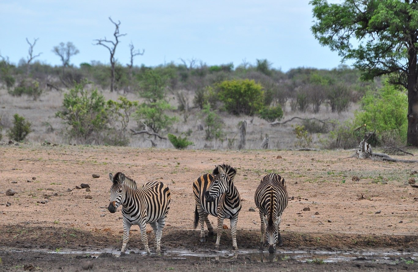 En quoi un safari en Afrique et en réserve privée est-il avantageux ?