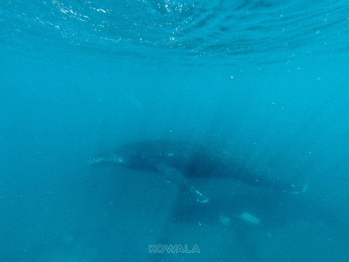 Humpback whales tour swim nage baleines à bosses exmouth ningaloo reef ocean eco adventure