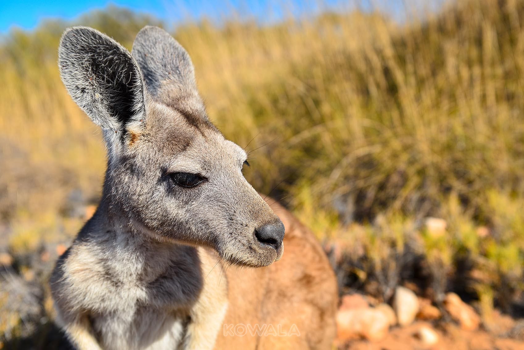 kangourou kangoroo australie australia desert