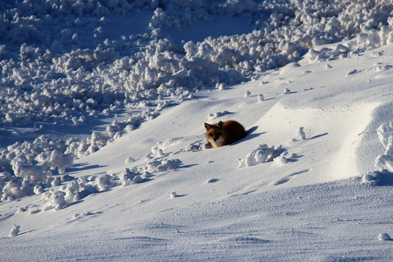 Renard sur la neige au Yukon