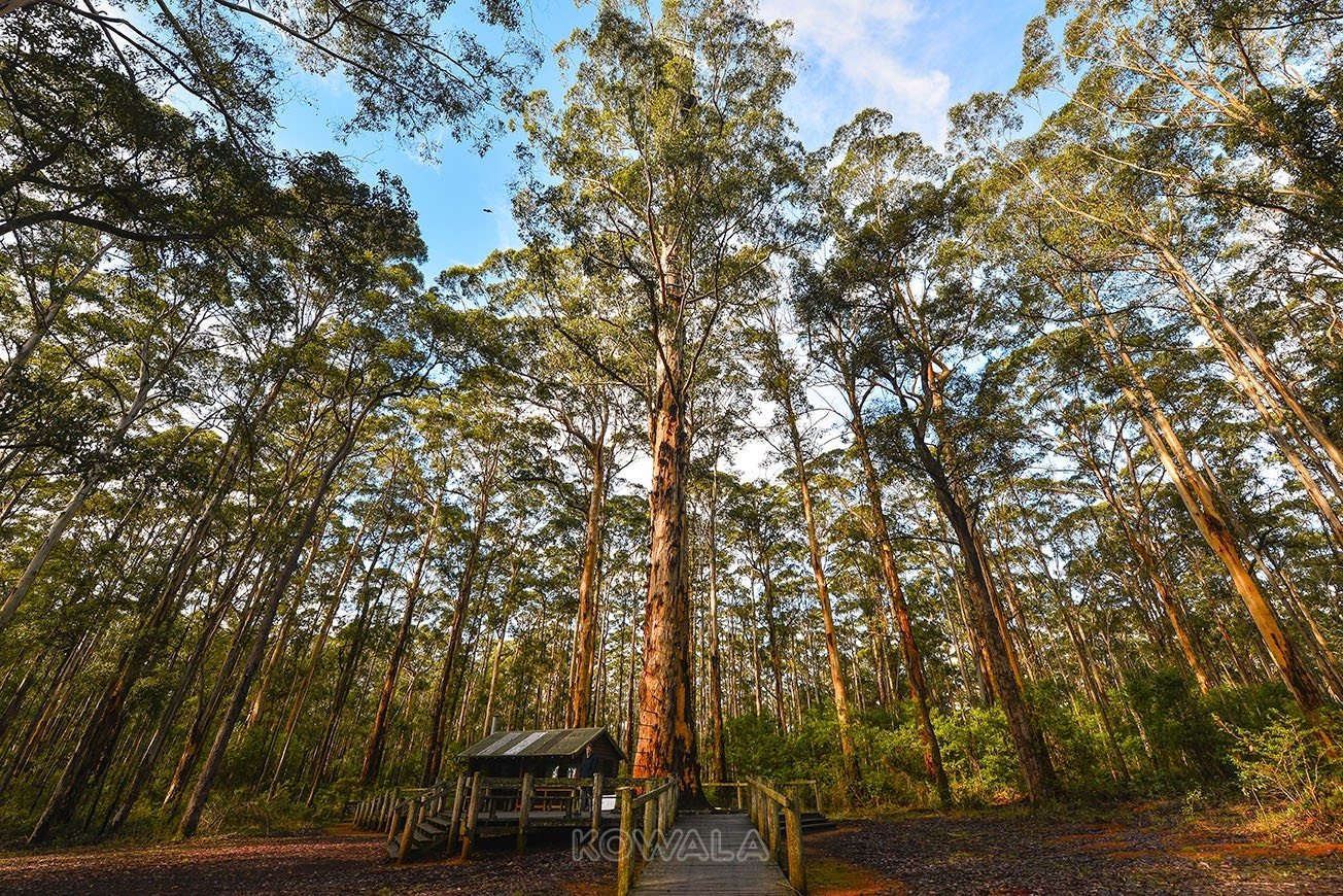 Pemberton-wa-south-west walpole valley of giant tree Australie Backpacker PVT Road Trip