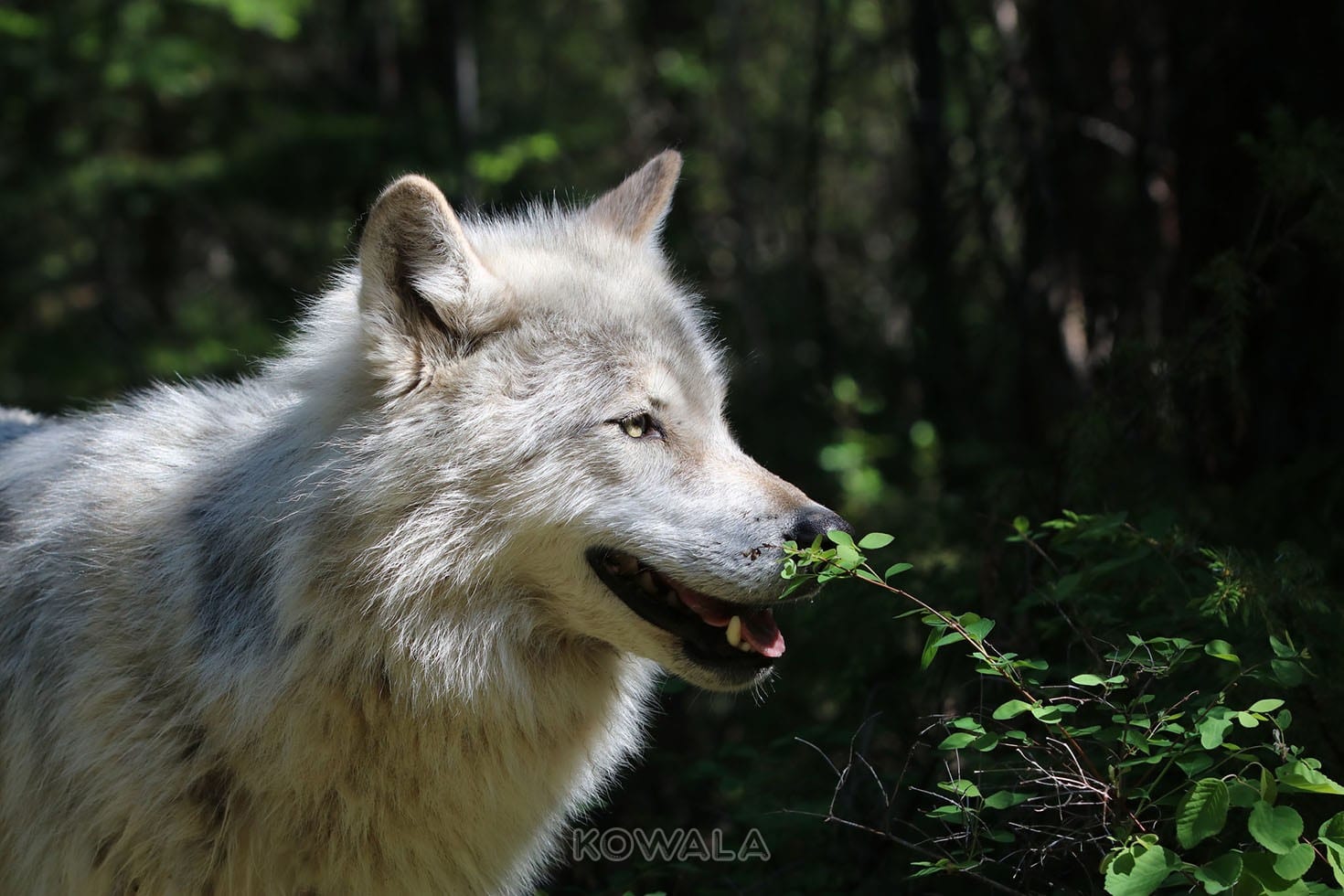 Un loup blanc