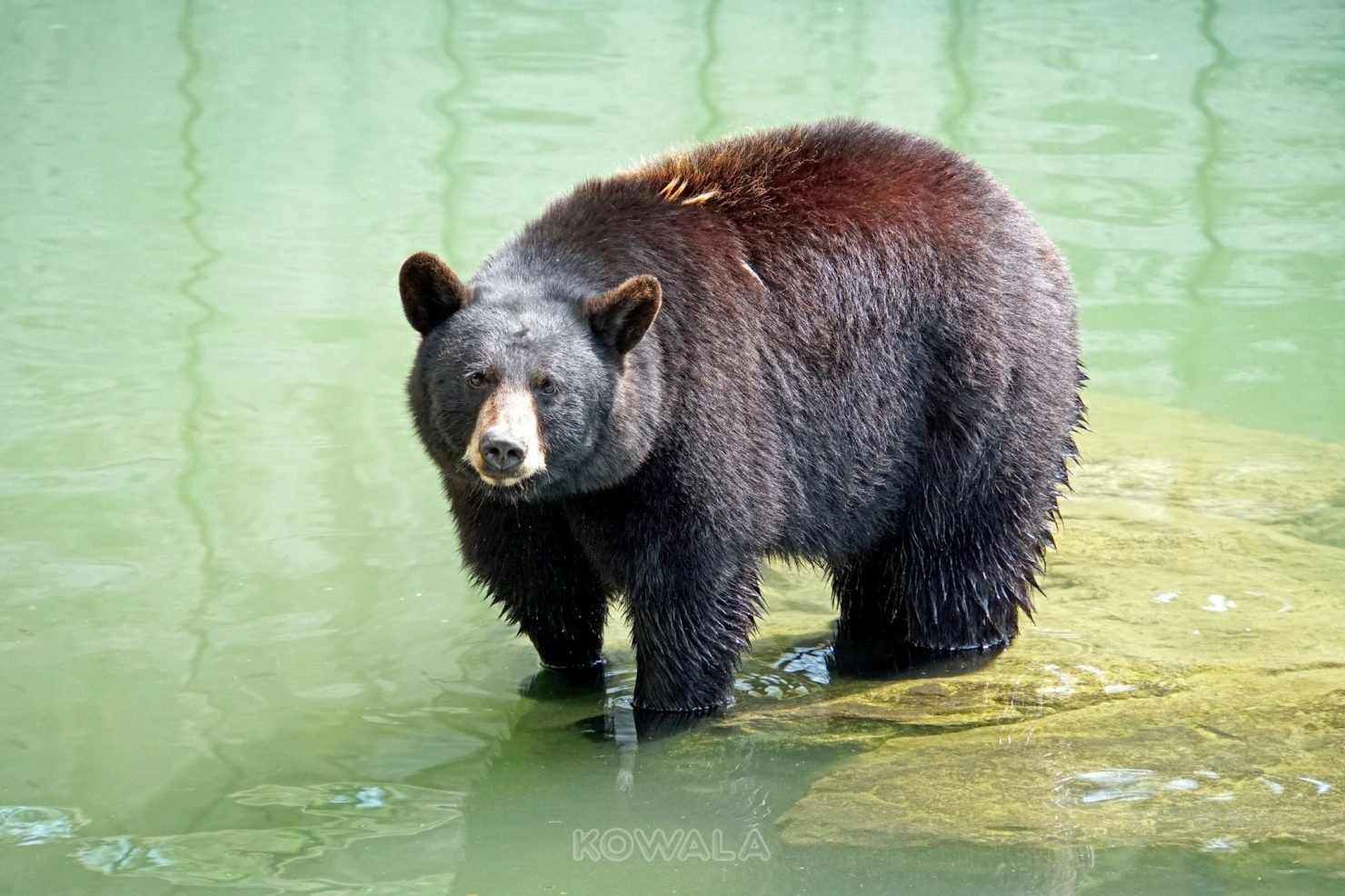 Un ours noir dans l'eau