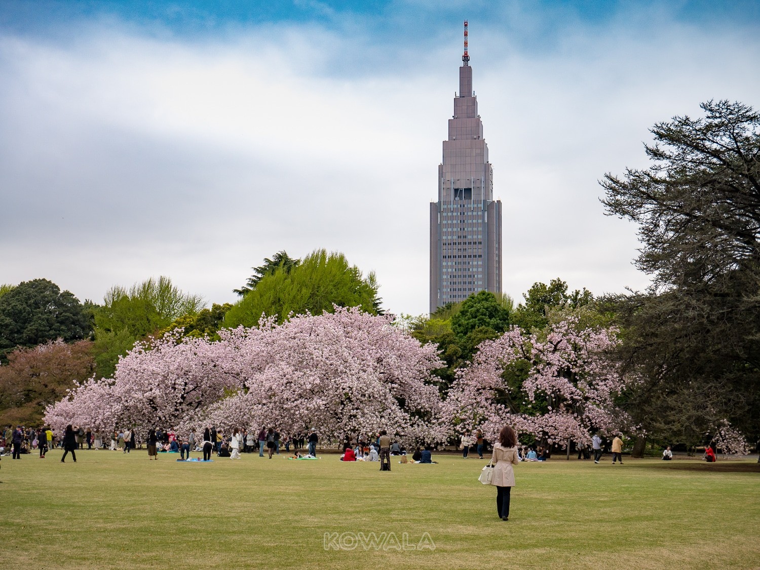 jardin Gyoen cerisiers tokyo