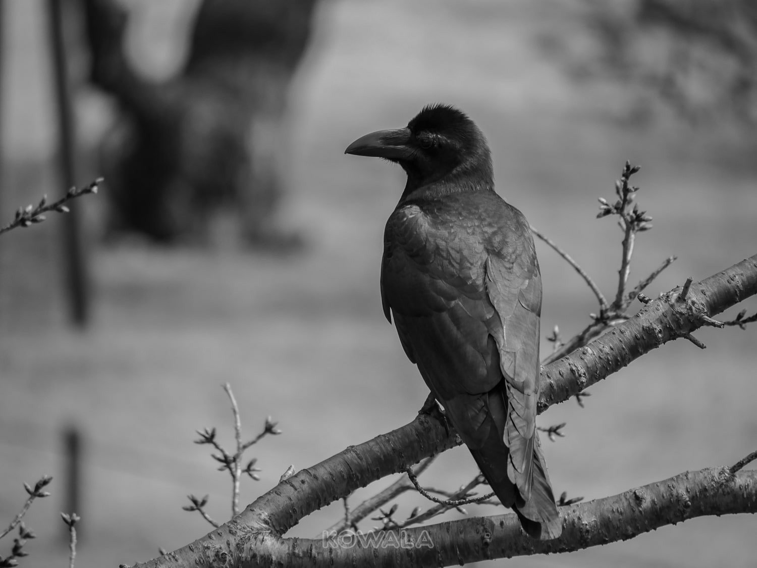corbeau tokyo