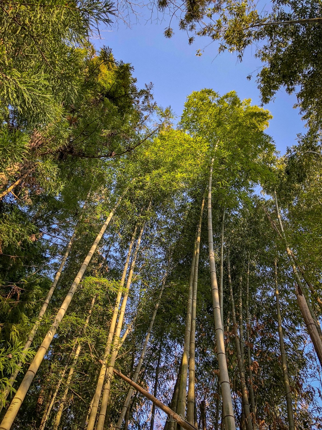 Foret de bambou japon