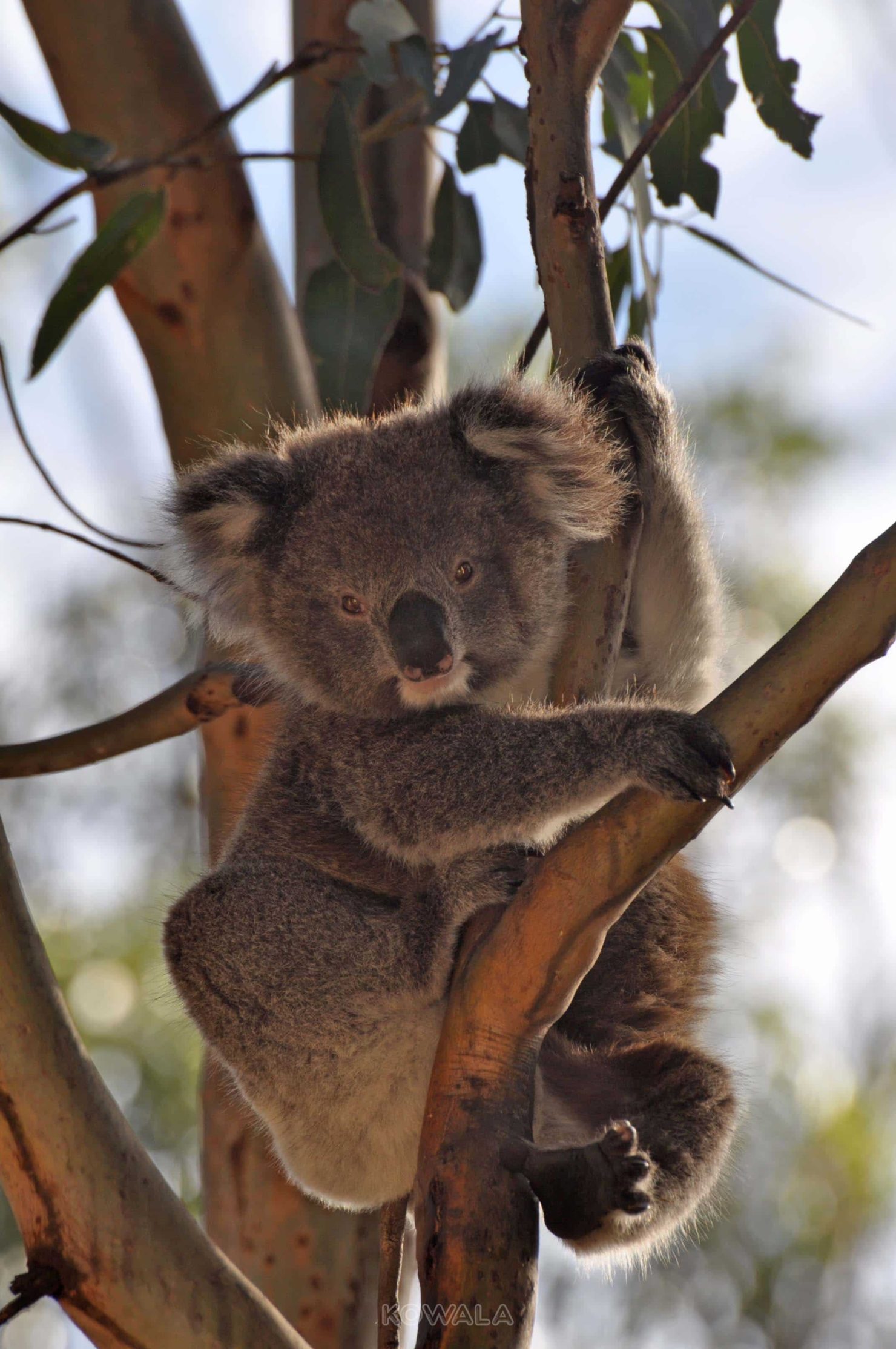 koala eucalyptus tencel vetement voyage