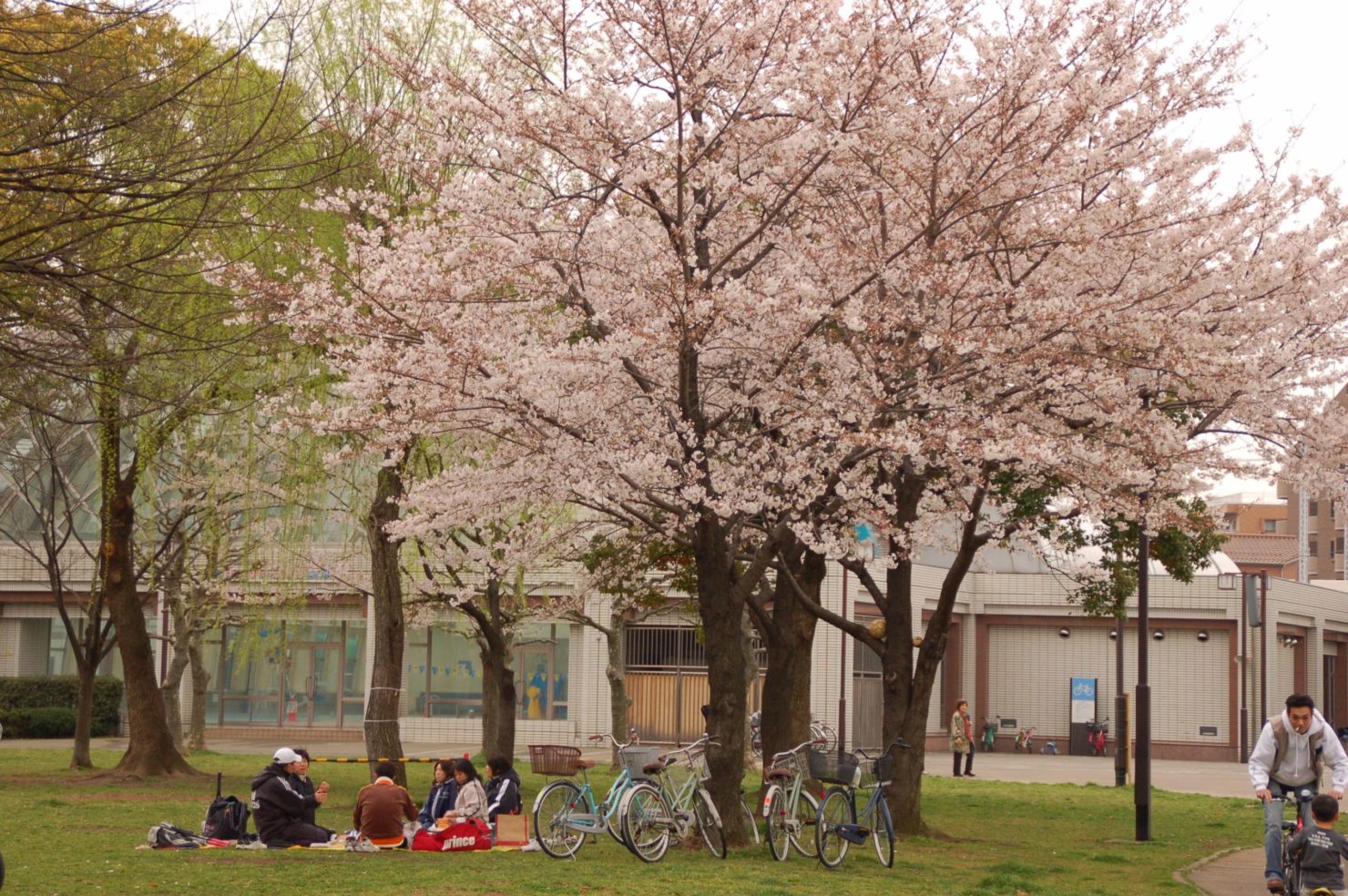 Cerisiers en fleur japon