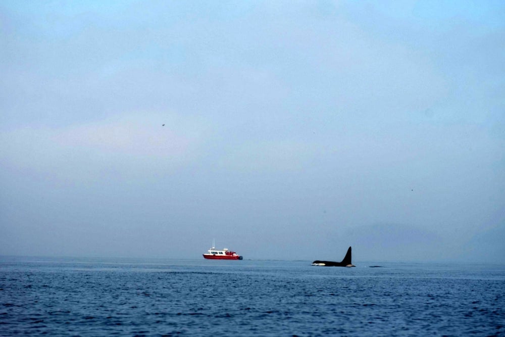 L’orque sur l'ile de Vancouver