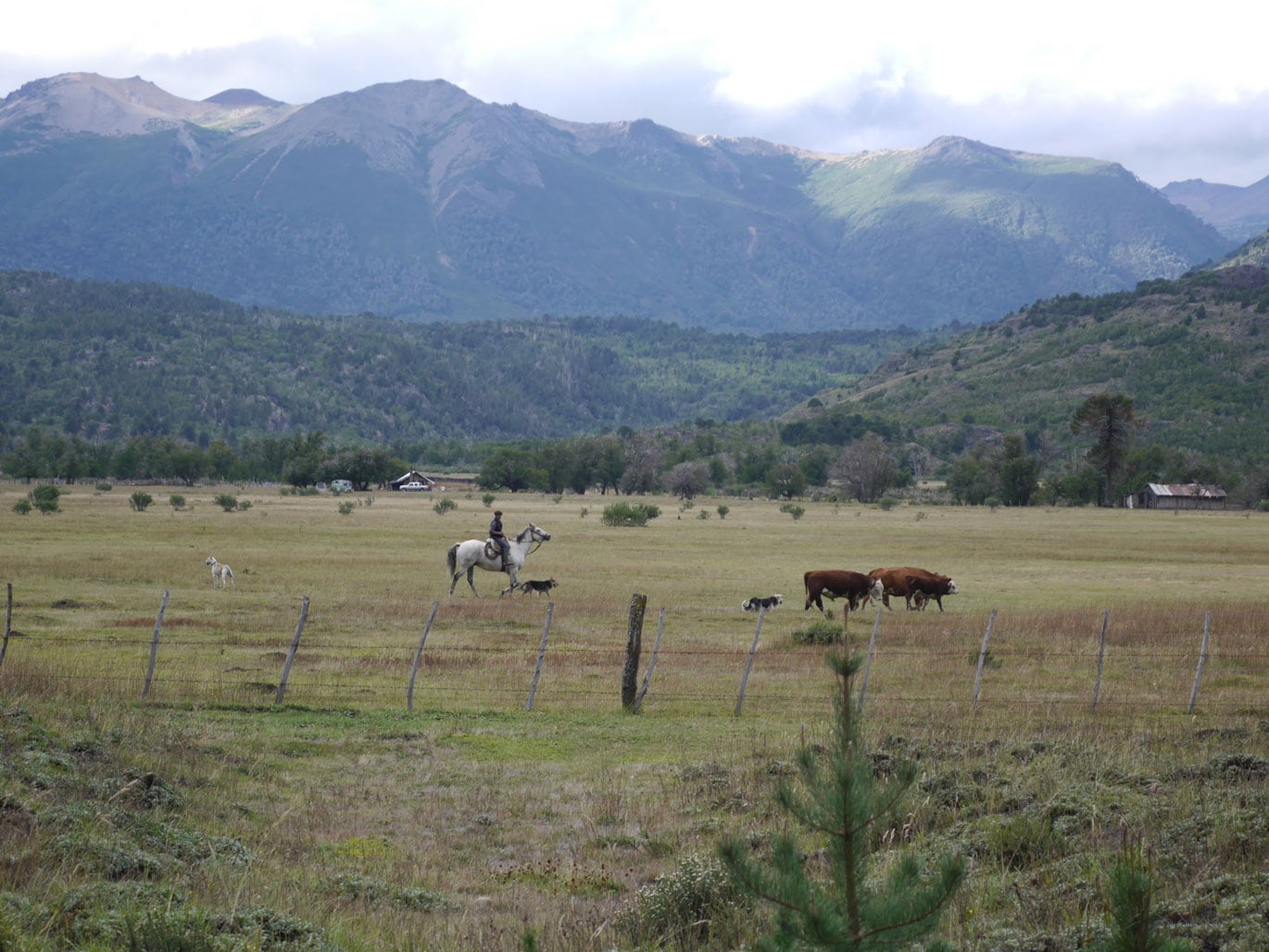 Norquinco en Patagonie en Argentine