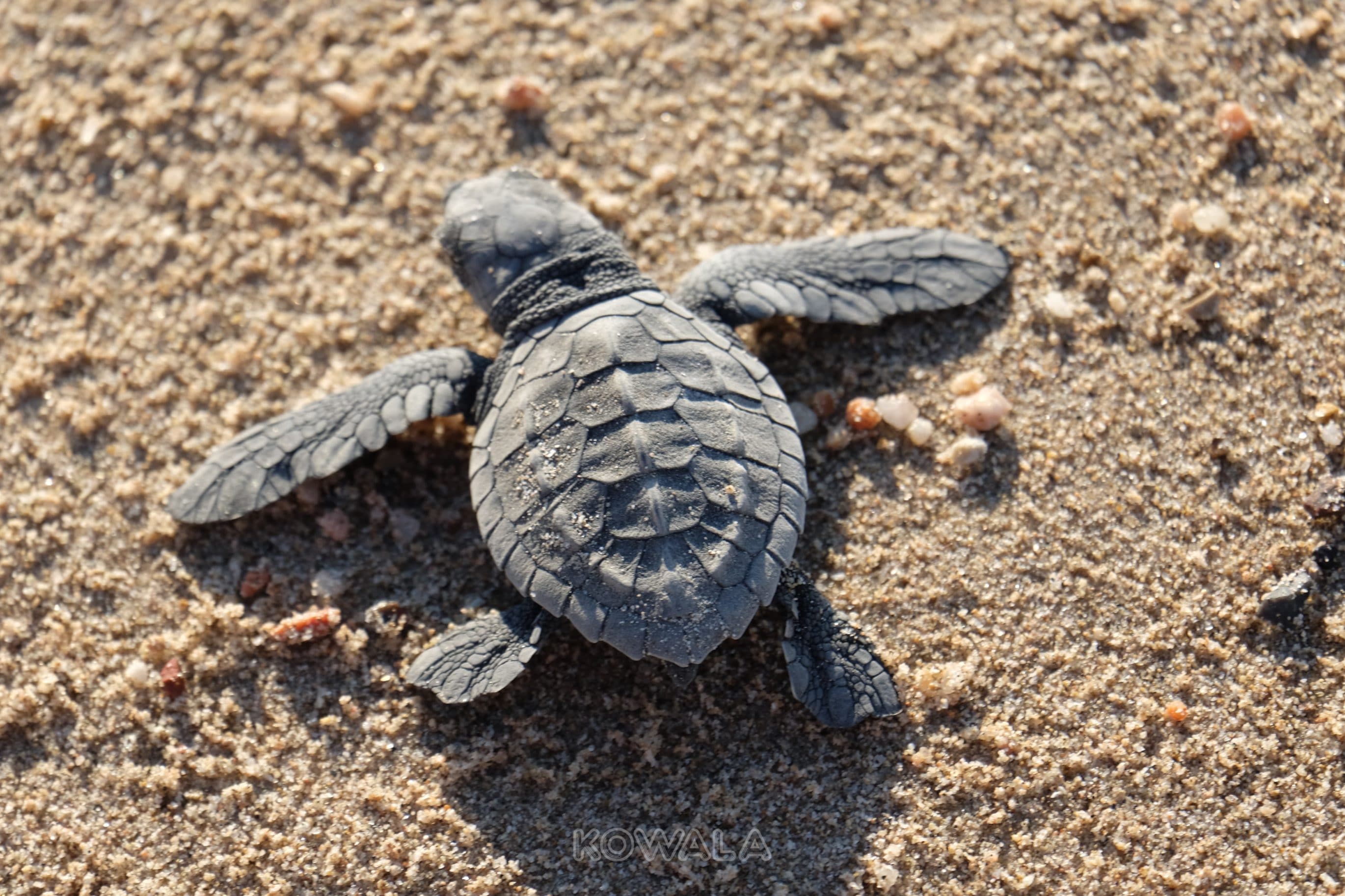 Les bébés tortues sont relachés sur la plage Los Frailes.