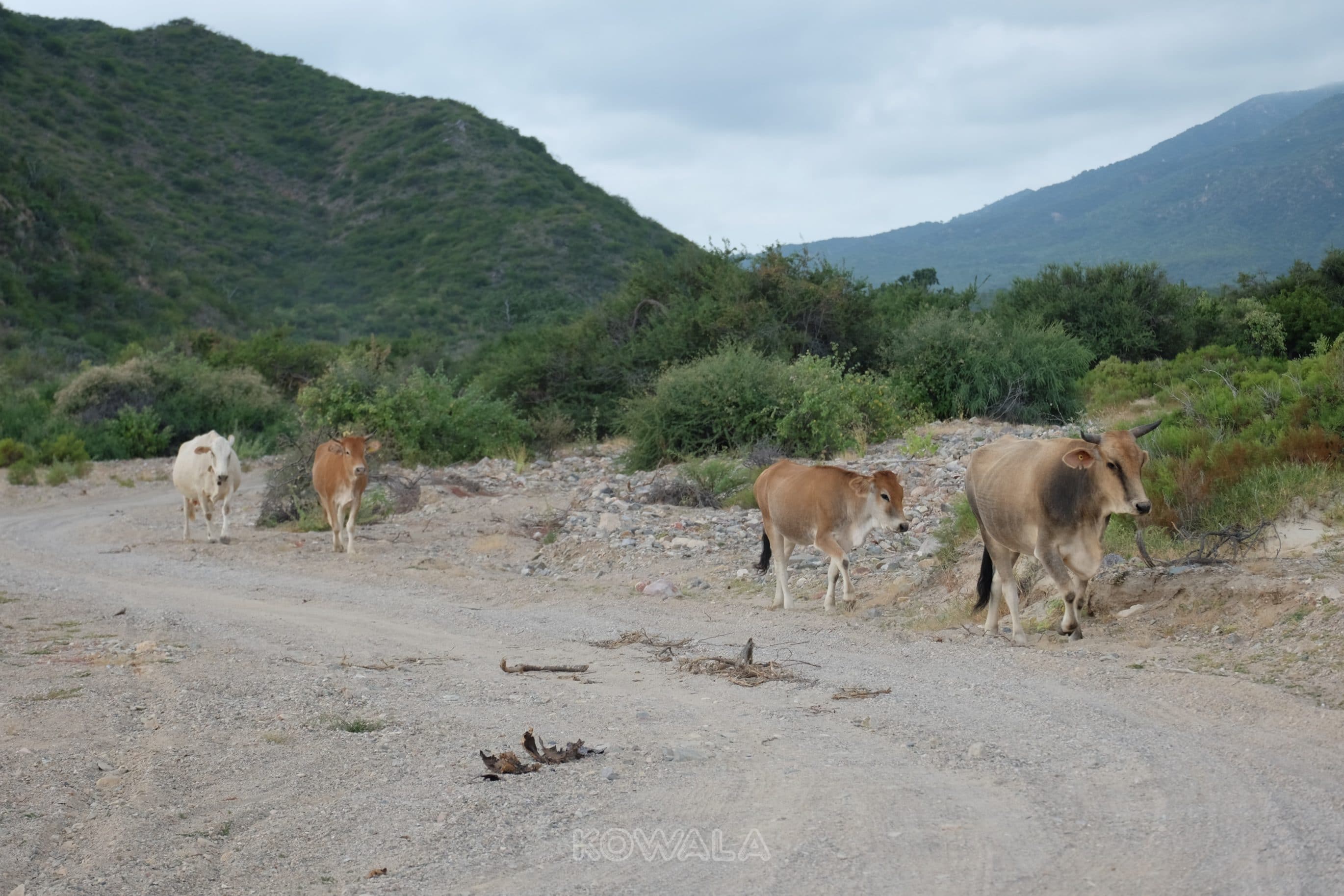 Les vaches sauvages font partie du décor à Baja California