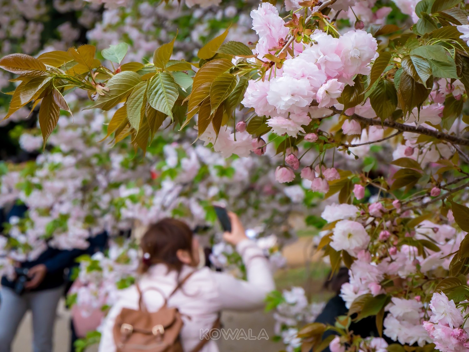 Fleur de cerisier au Japon