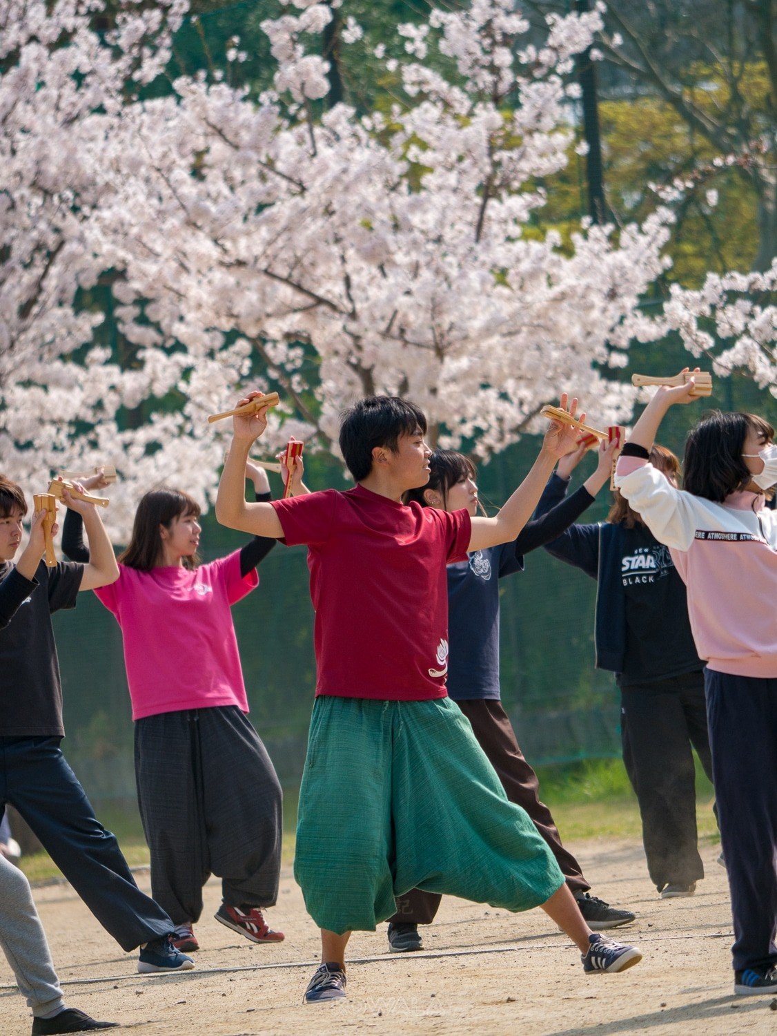 étudiants dansent devant cerisiers