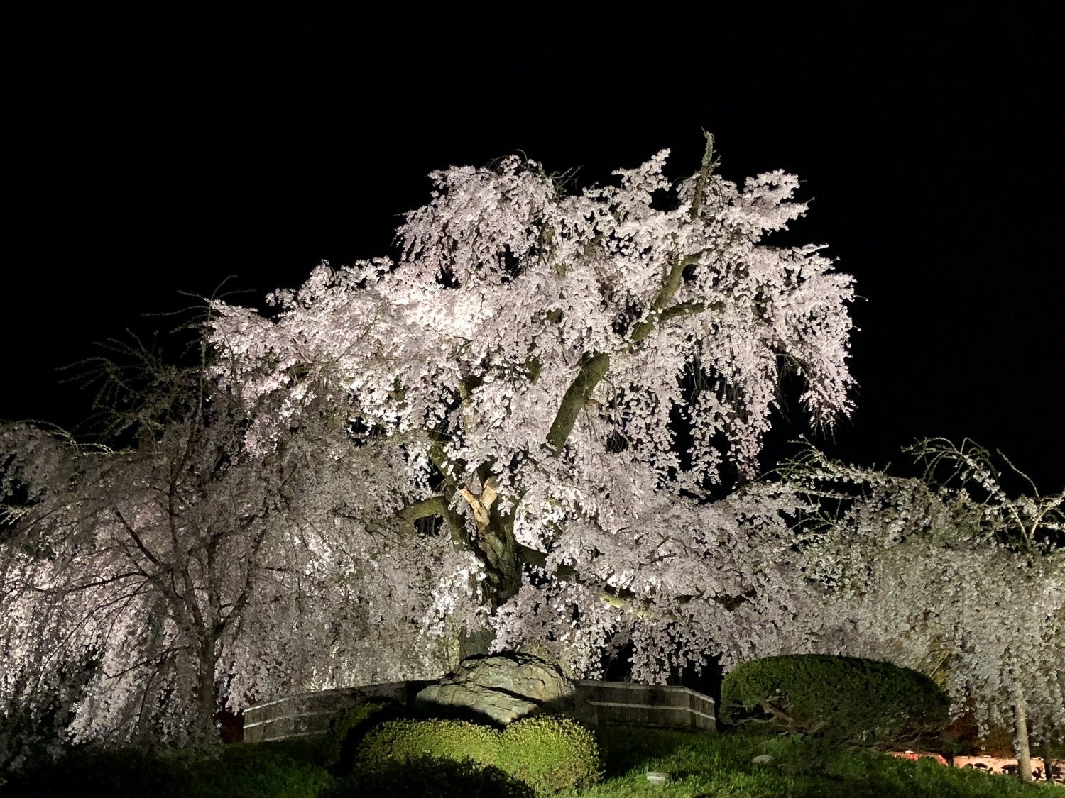Le fameux cerisier pleureur du parc Maruyama, Kyoto