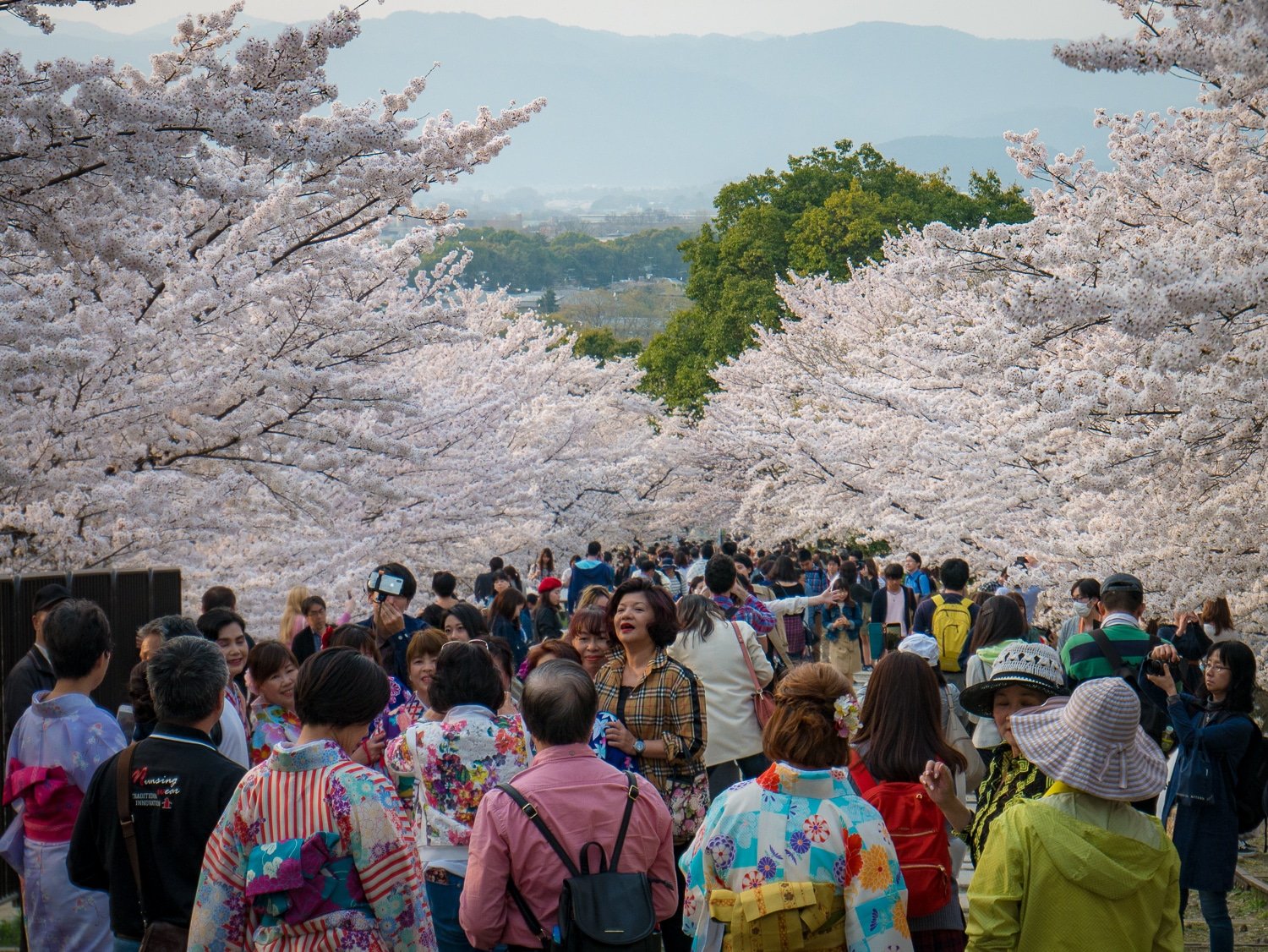 touristes allée de cerisier en fleur Japon