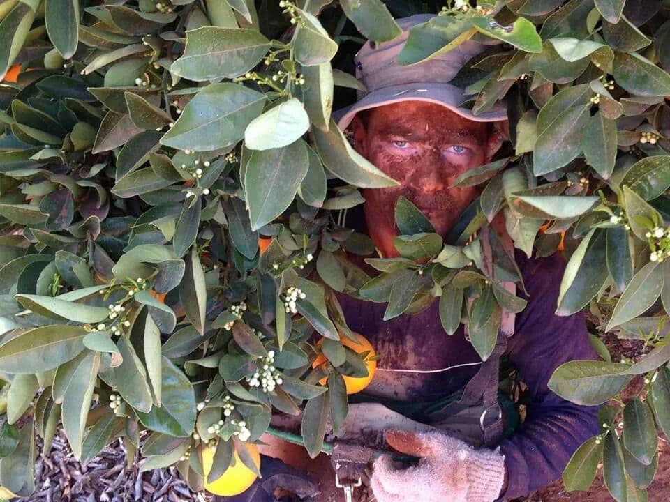 Témoignage Fruit picking Raphael en Australie