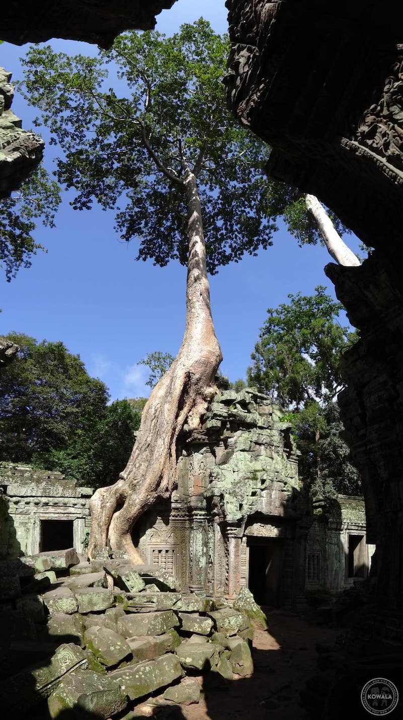 Arbre Angkor