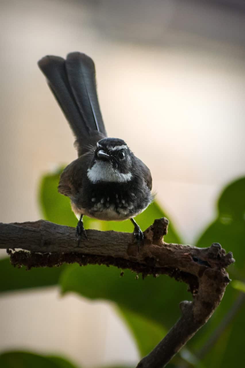 oiseau Fantail Nouvelle-Zélande