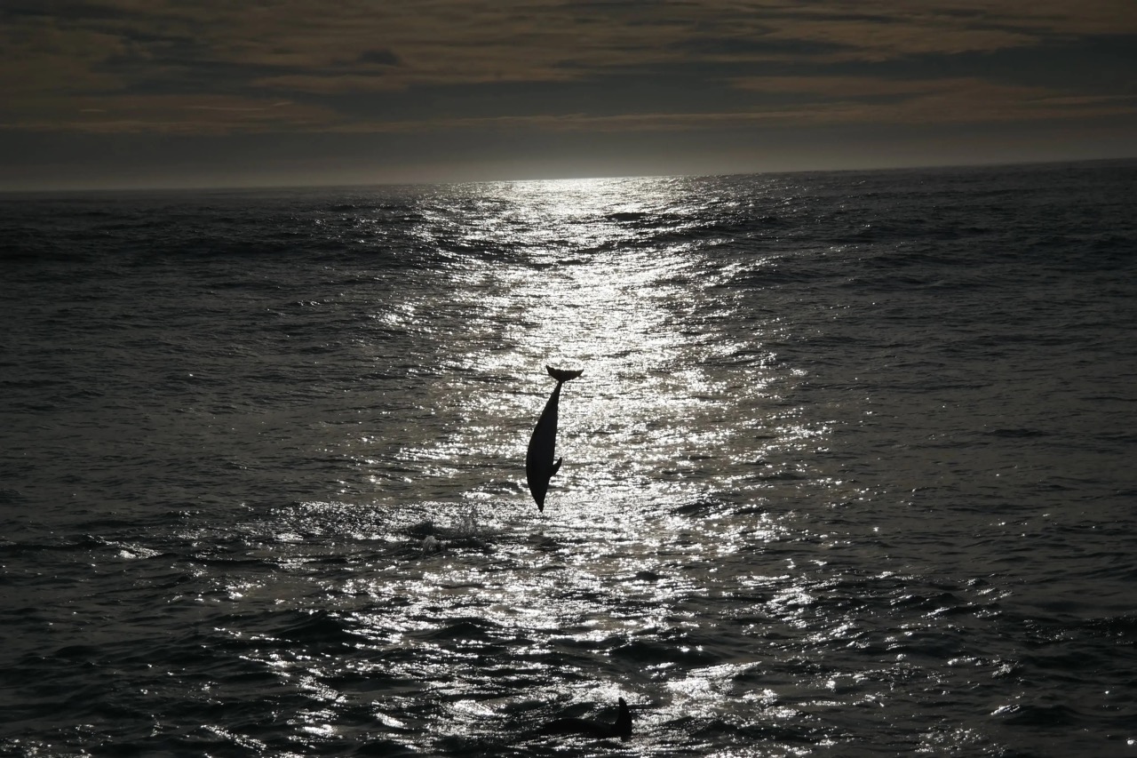 dauphin saut Nouvelle-Zélande