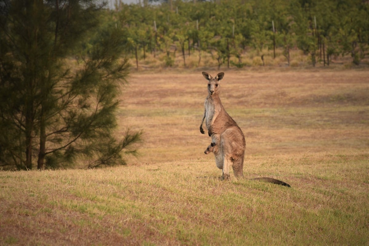 Kangourou embleme Australie