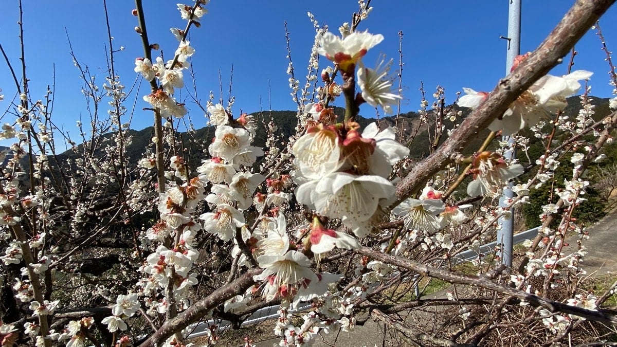 cerisier-fleur-wakayama